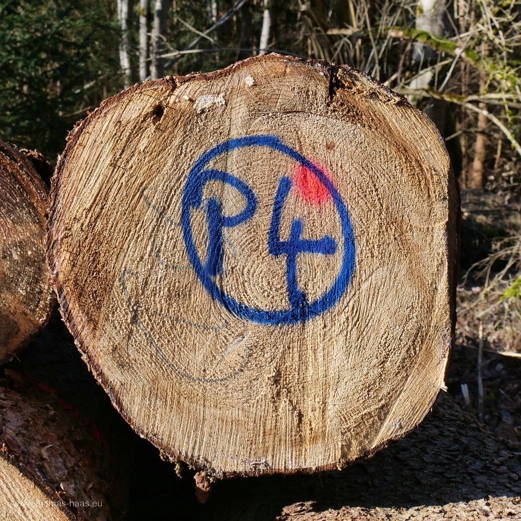 Im Buxheimer Wald - Holzwirtschaft!
