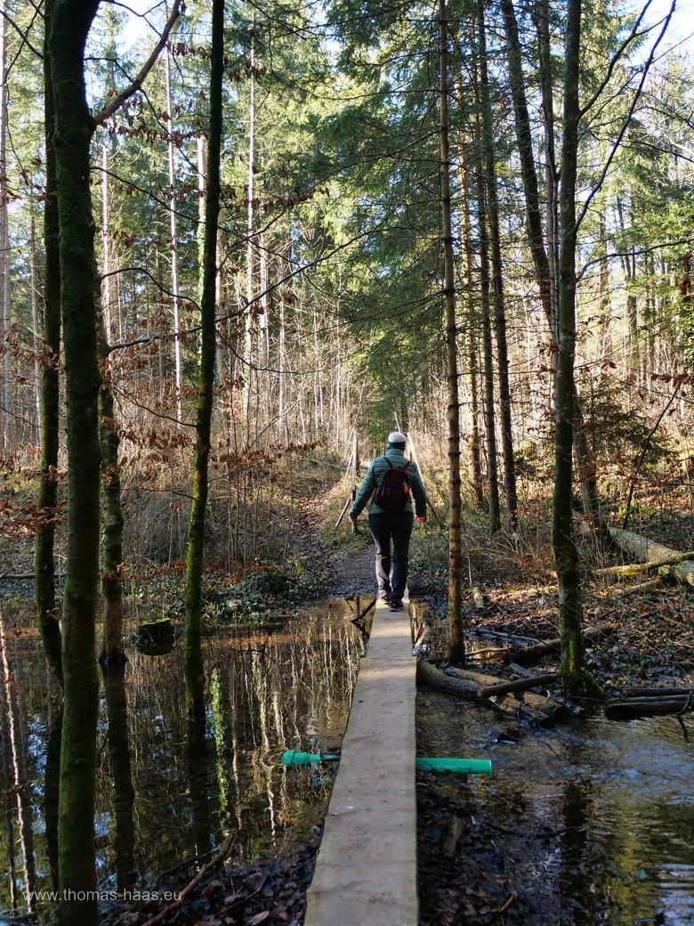 ...quer durch das Biotop - immer auf dem Steg! ...quer durch das Biotop - immer auf dem Steg!