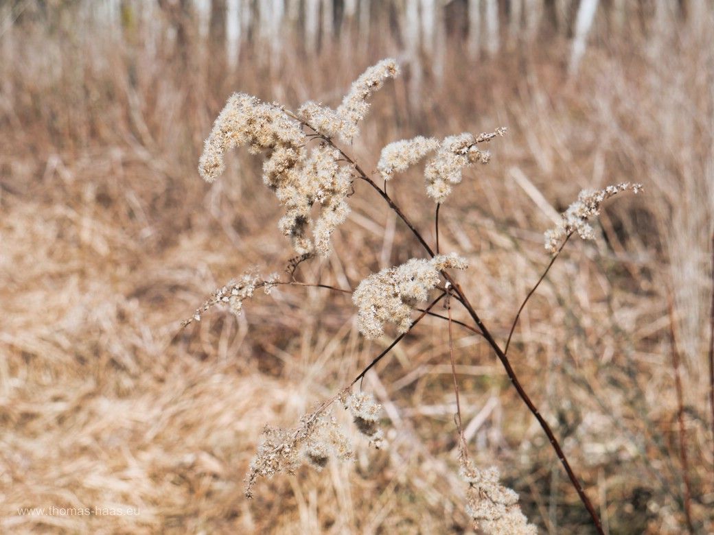 Der lange Winter färbt in sepia... Unterholz und Gebüsch am Wegesrand. Buxheimer Wald, Februar 2025 Der lange Winter färbt in sepia...
Unterholz und Gebüsch am Wegesrand. Buxheimer Wald, Februar 2025