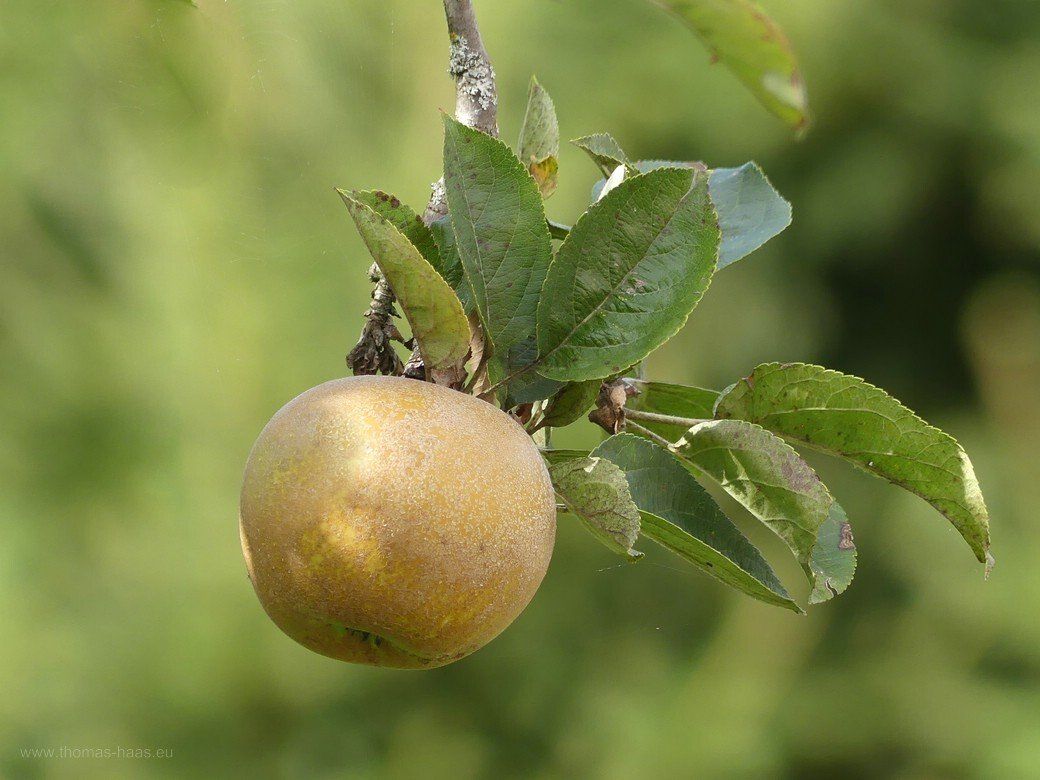 Apfelbaum mit Frucht... Apfelbaum mit Frucht...