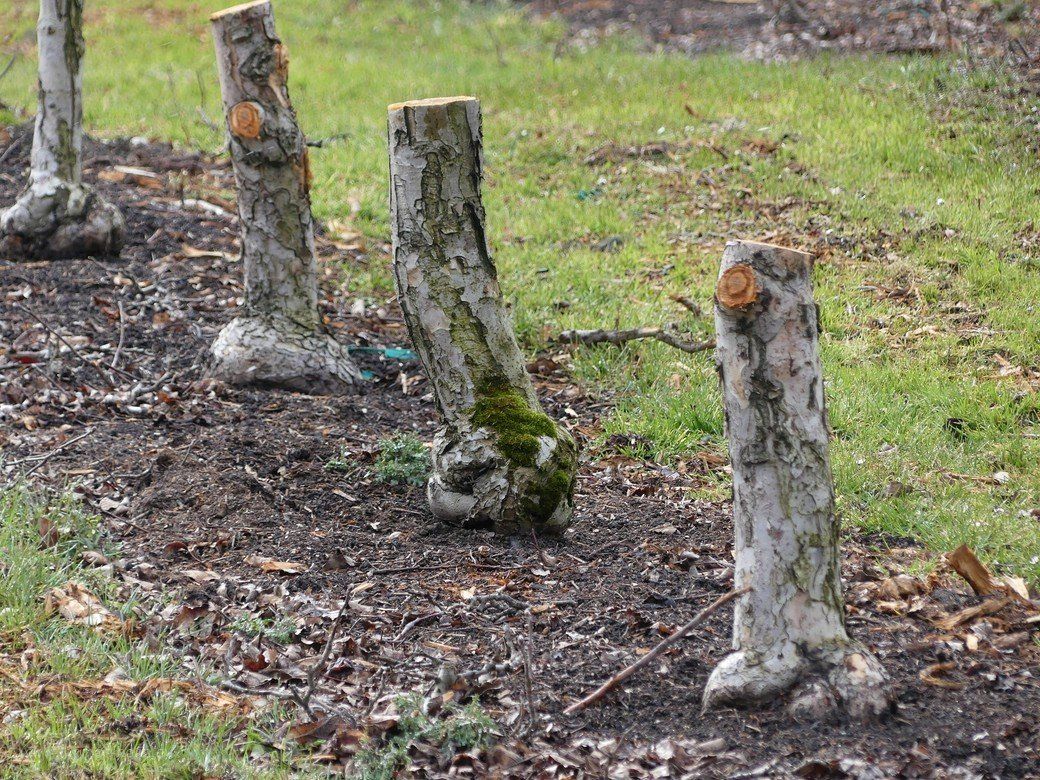 Gefällte Apfelbäume... Gefällte Apfelbäume...