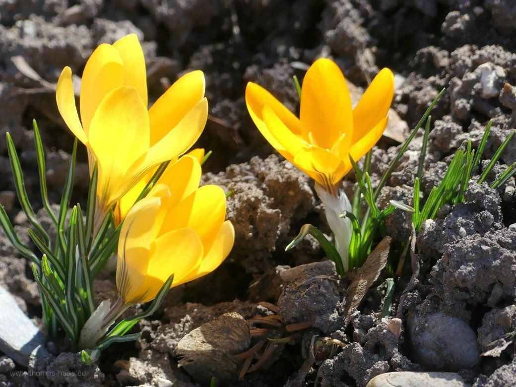 Leuchtend gelbe Krokusse... Leuchtend gelbe Krokusse...