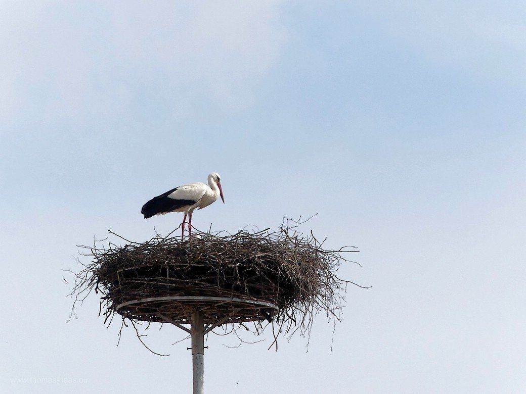 Das Storchennest in Wiblingen, 2021 Das Storchennest in Wiblingen, 2021