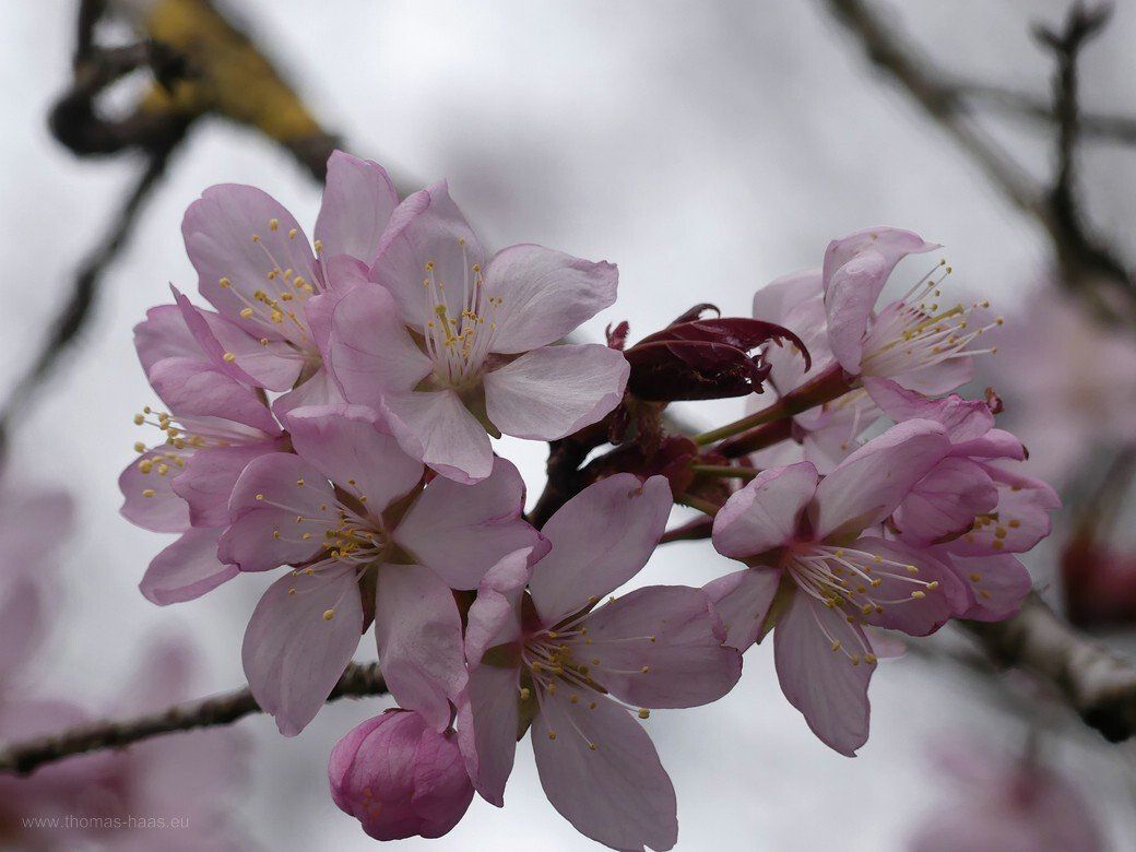 Zierkirschen im Kollmannspark, Neu-Ulm, 2021 Zierkirschen im Kollmannspark, Neu-Ulm, 2021