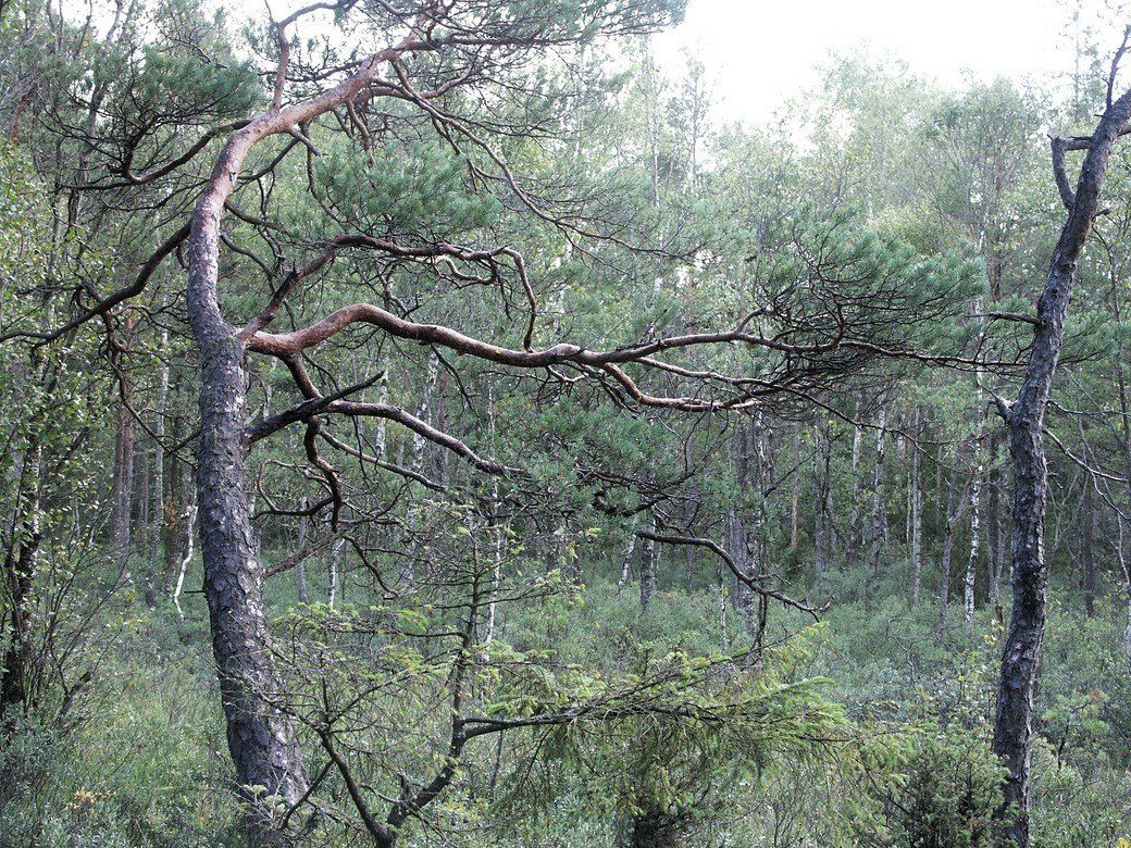 Märchenwald... Märchenwald...