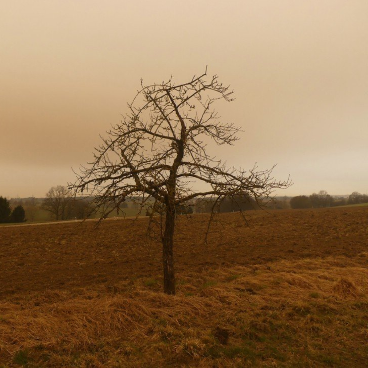 Saharastaub in der Ulmer Gegend, 15.03.2022 Saharastaub am Bäumchen, 15.03.2022