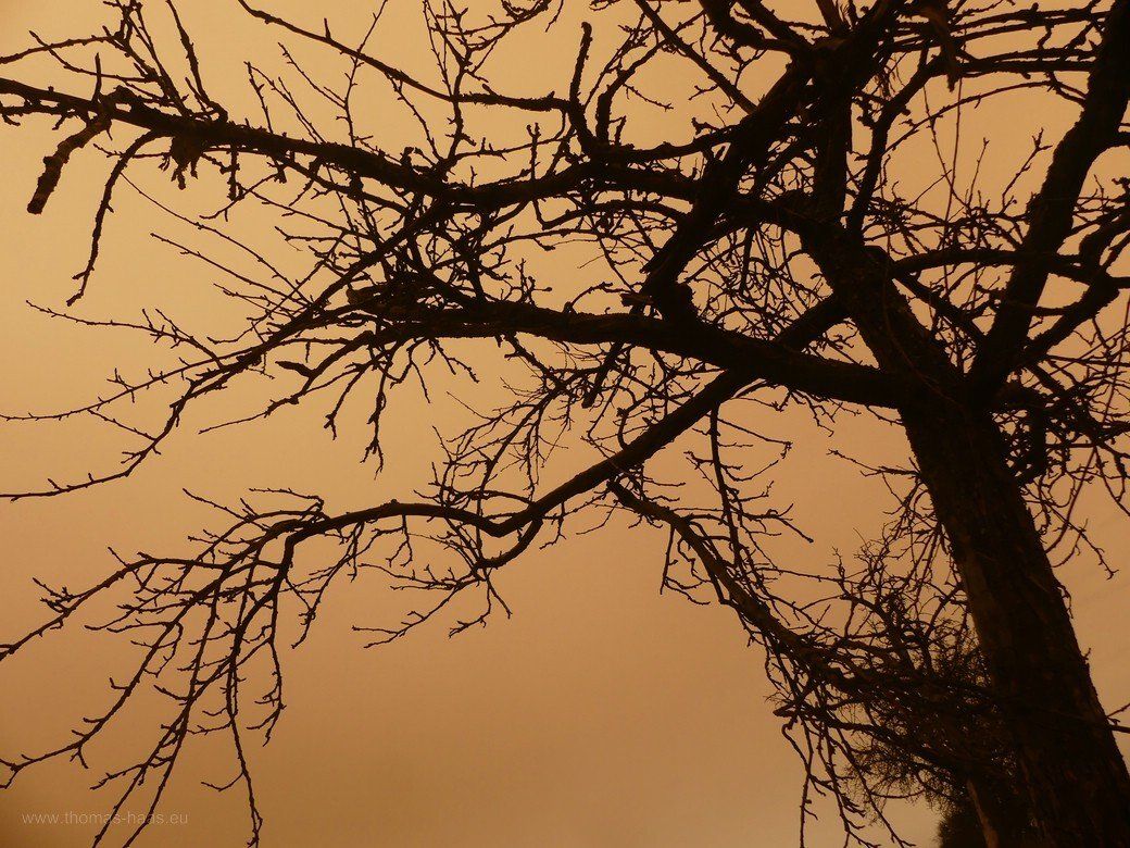 Baum uns Sahara-Staub...