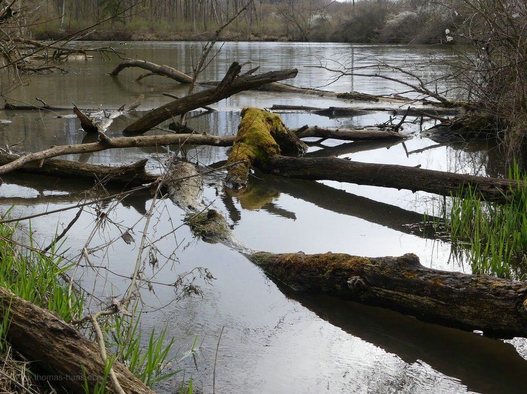 Das Motiv zum Projekt an der Iller, gefluteter Auwald, 2023