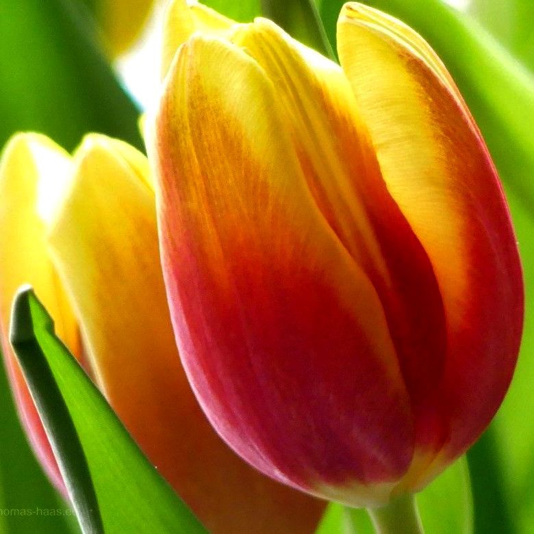 Minox-Leica-Replik, 2002 Minox-Leica-Replik, 2002