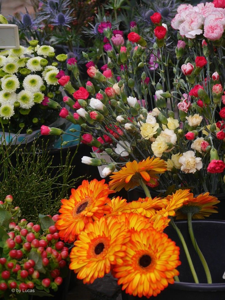 Freiburg, Blumen am Münstermarkt... © by Lucas, 2025 Freiburg, Blumen am Münstermarkt... © by Lucas, 2025