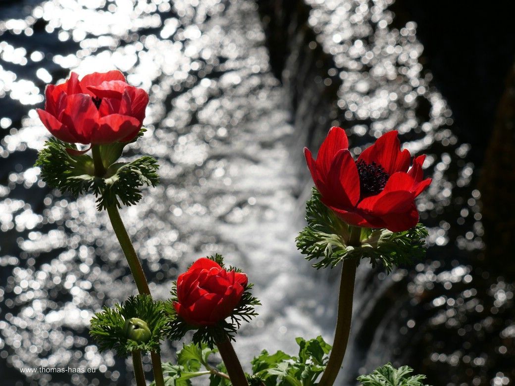 Anemonen im Garten an den Fallenstöcken... Anemonen im Garten an den Fallenstöcken...