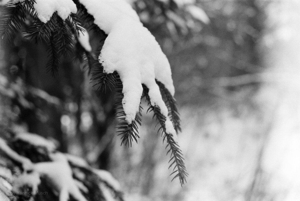 Schnee auf der Tanne - Yannick Musch, 2021 Schnee auf der Tanne - Yannick Musch, 2021