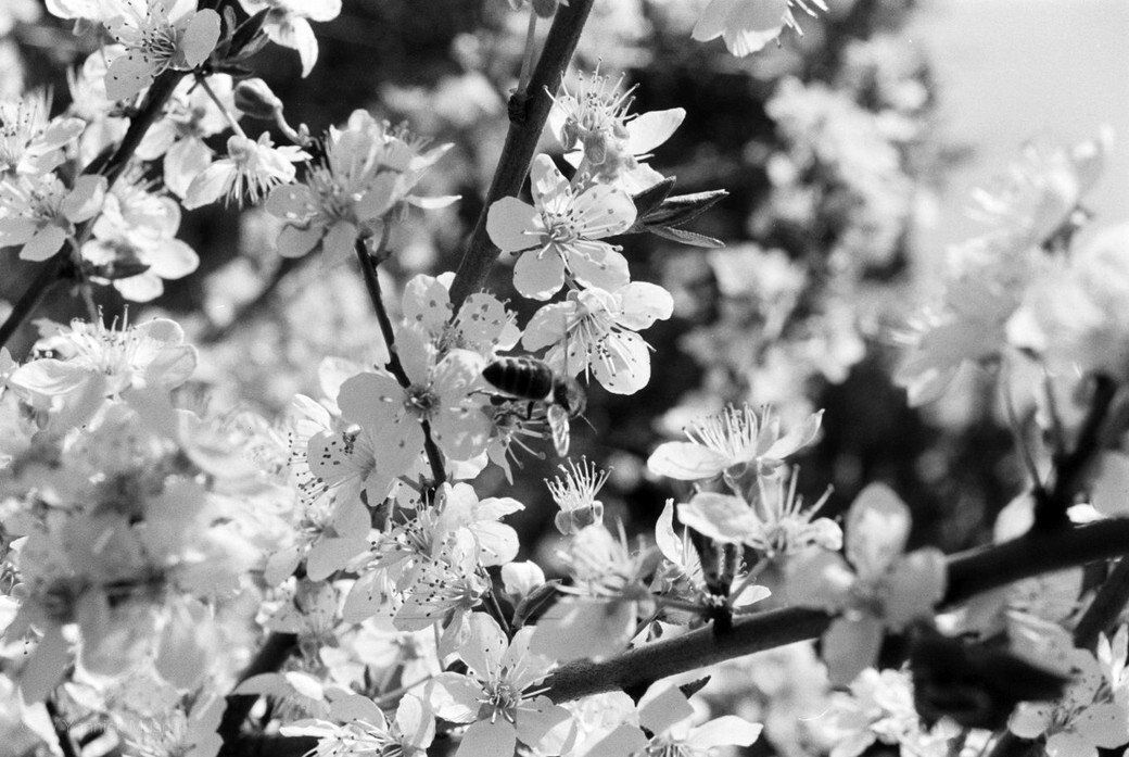 Kirschblüten in s/w - Yannick Musch, 2021 Kirschblüten in s/w - Yannick Musch, 2021
