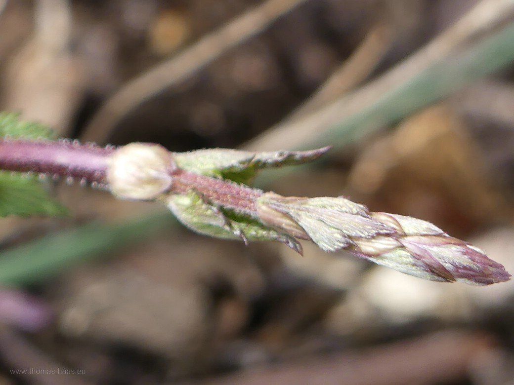 Hopfentrieb, Frühjahr 2021 Hopfentrieb, Frühjahr 2021