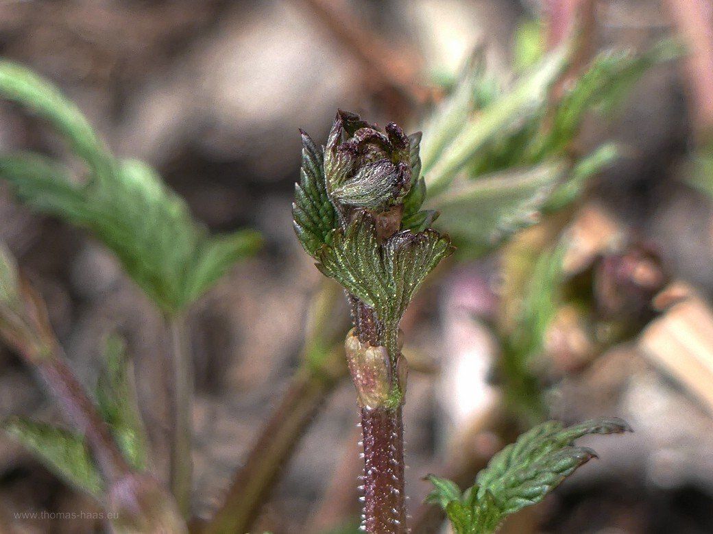 Hopfensprossen im heimischen Garten, Frühjahr 2021 Hopfensprossen im heimischen Garten, Frühjahr 2021