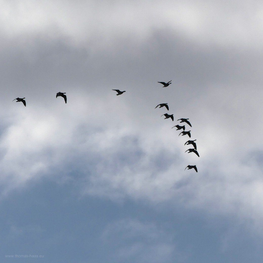 Gänse im flug.
