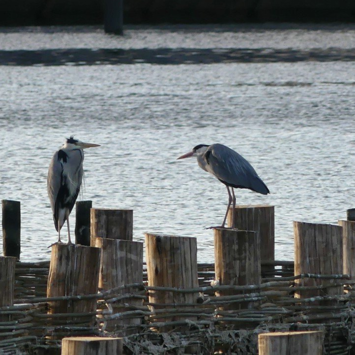 Reiher auf dem neuen Heringszaun, Kappeln.