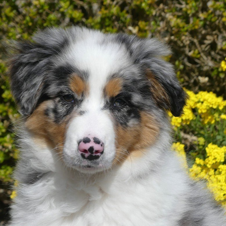 Fast noch ein Hundebaby... Fast noch ein Hundebaby...