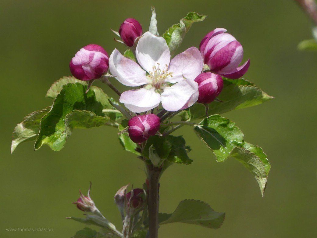 Apfelblüte, Bellenberg, 2021 Apfelblüte, Bellenberg, 2021
