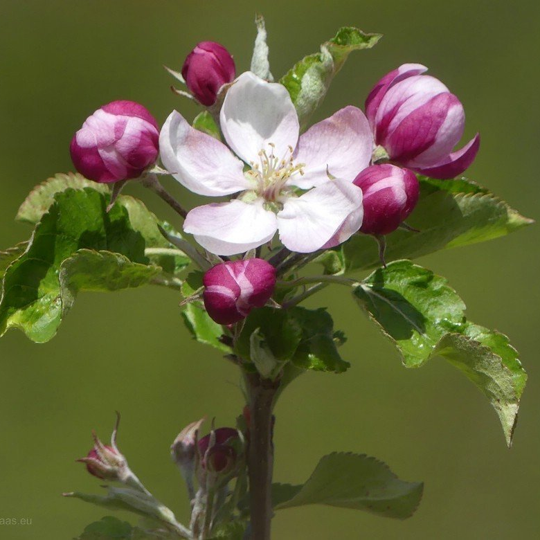 Apfelblüte 2021 Apfelblüte 2021