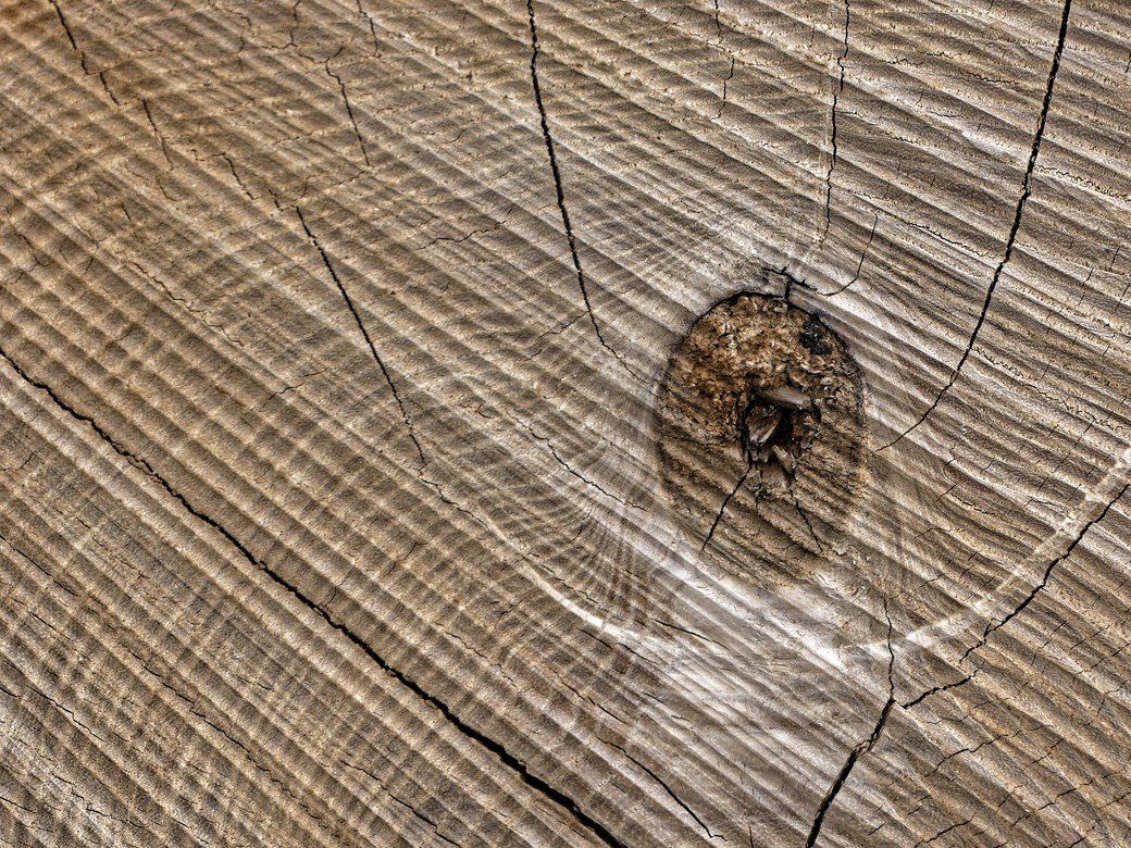 Holzeinschlag, Frühjahr 2022 Holzeinschlag, Frühjahr 2022