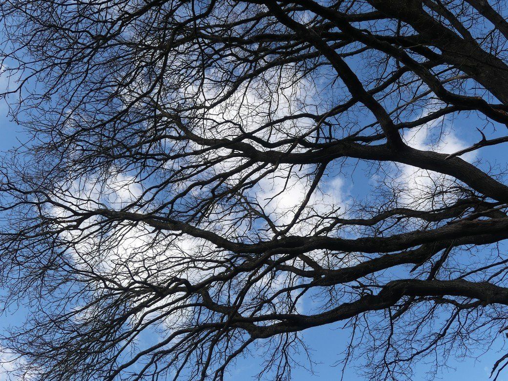 Der Baum darf noch weiter wachsen, weiter leben... Der Baum darf noch weiter wachsen, weiter leben...