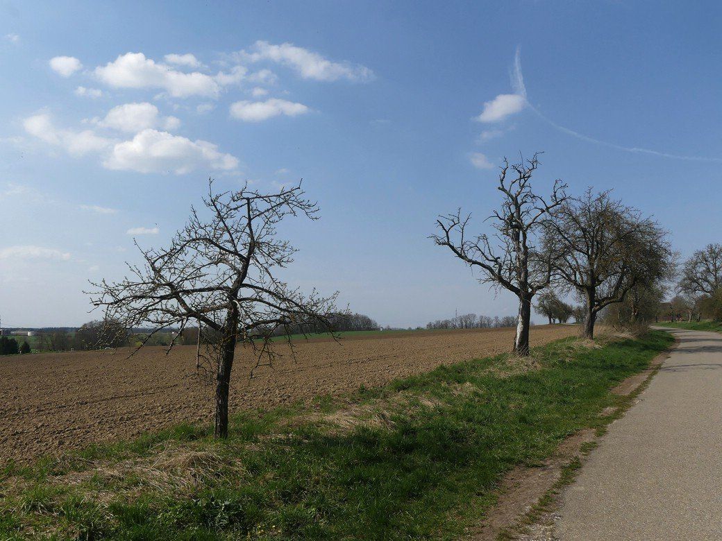 Baumreihe am Nachmittag, April 2022 Baumreihe am Nachmittag, April 2022