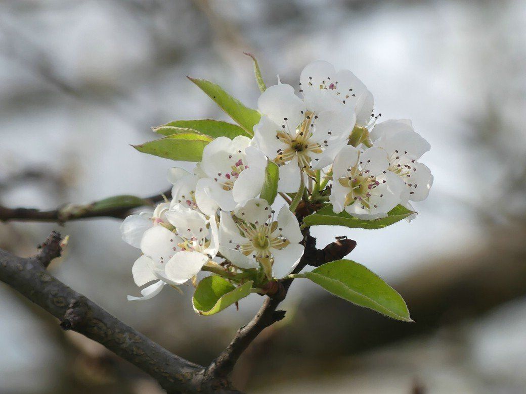 Obstbaumblüte 2022 in Bellenberg