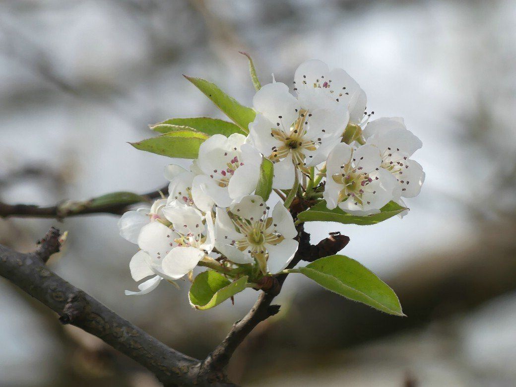 Die Obstbäume blühen im April 2022 Obstbaumblüte 2022 in Bellenberg