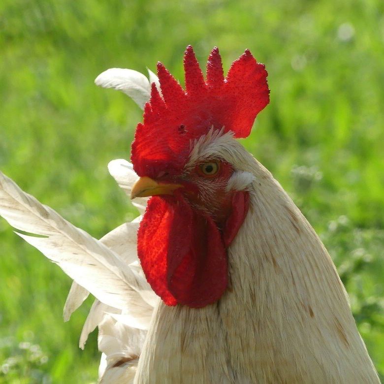 Geflügel im Freiland...