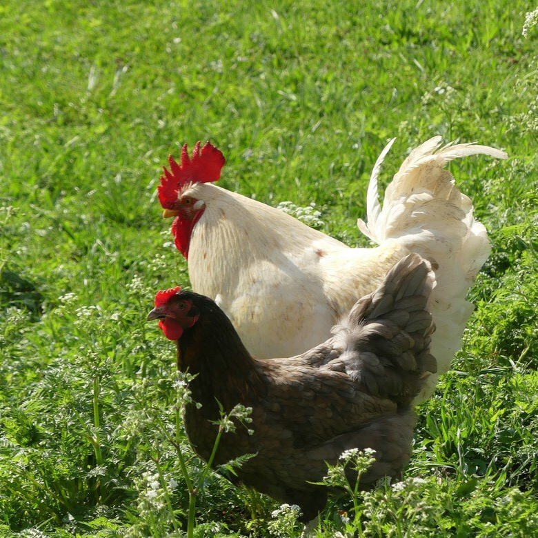 Geflügel im Freiland...