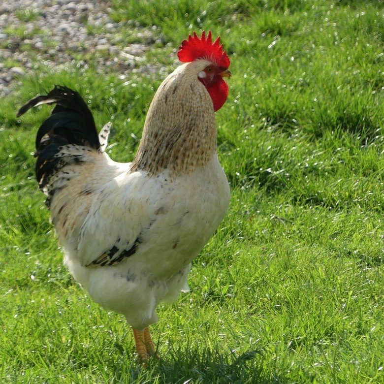 Geflügel im Freiland...