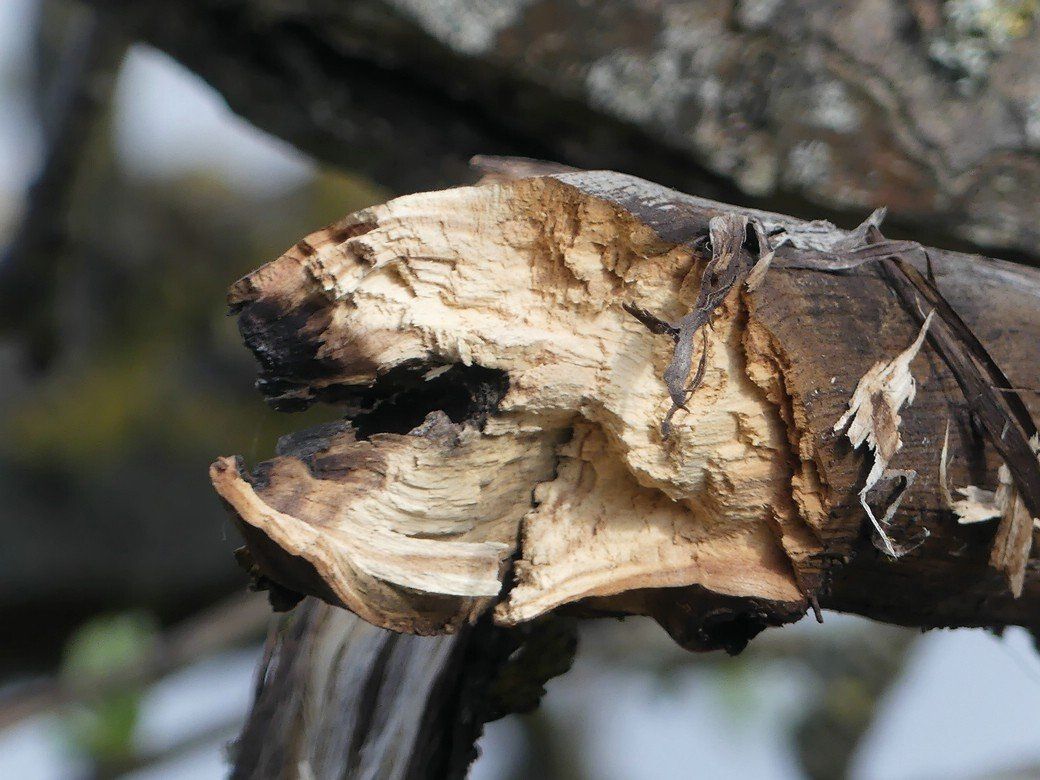 Bruchstelle, ein ganzer Ast ist weg... Bruchstelle, ein ganzer Ast ist weg...