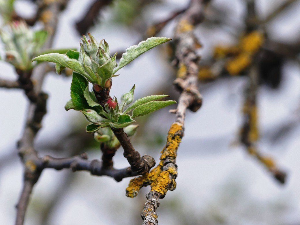 Durchhalten, einzelne Zweige leben noch... Durchhalten, einzelne Zweige leben noch...