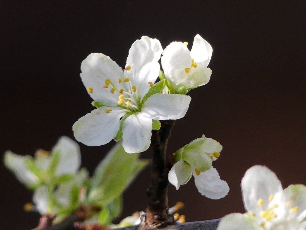Blüten am Zwetschgenbaum, Mitte April 2022, Bellenberg Blüten am Zwetschgenbaum, Mitte April 2022, Bellenberg