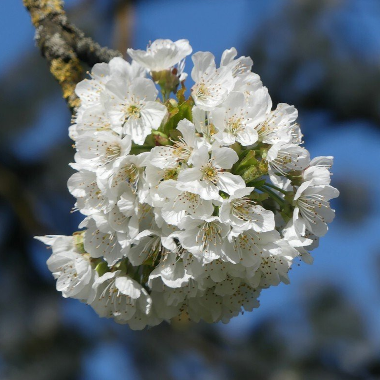 Kirschbaumblüte, Bellenberg, 2022 Kirschbaumblüte...