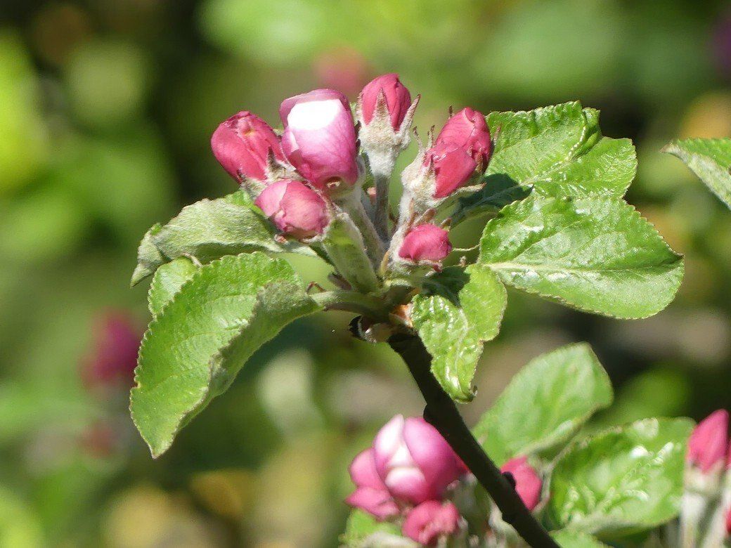 Die Blütenknospen am Apfelbaum, noch ist Vorfrühling...