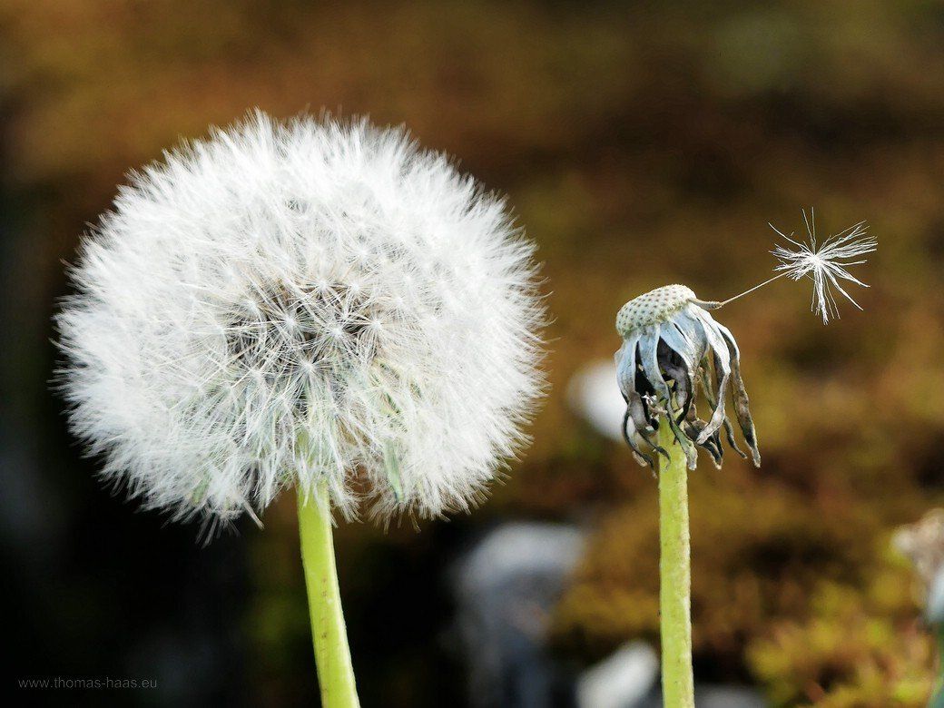 Pusteblume, Löwenzahn, für mich die Bordsteinorchidee... Pusteblume, Löwenzahn, für mich die Bordsteinorchidee...