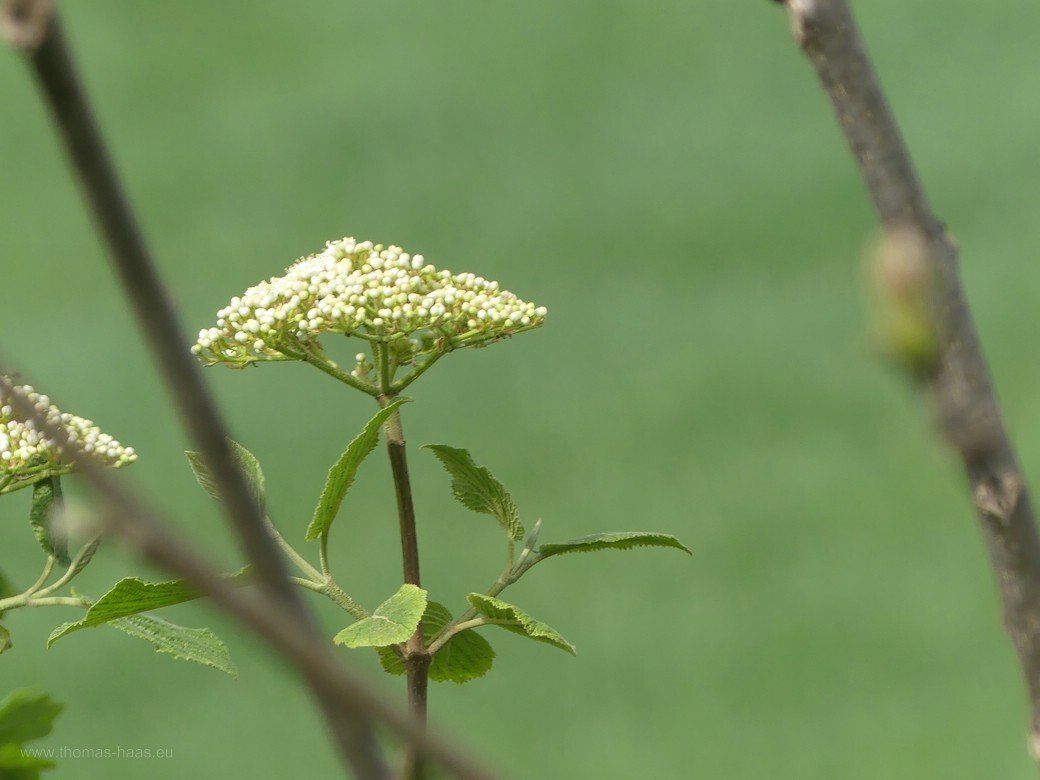 Focus auf der Dolde...