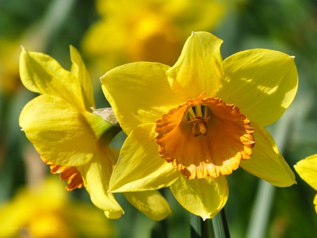 Osterglocken 2023 Osterglocken 2023