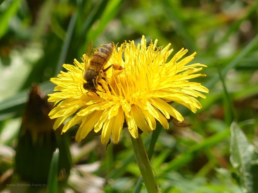 Löwenzahn - die Bordsteinorchidee, 2023 Löwenzahn - die Bordsteinorchidee, 2023