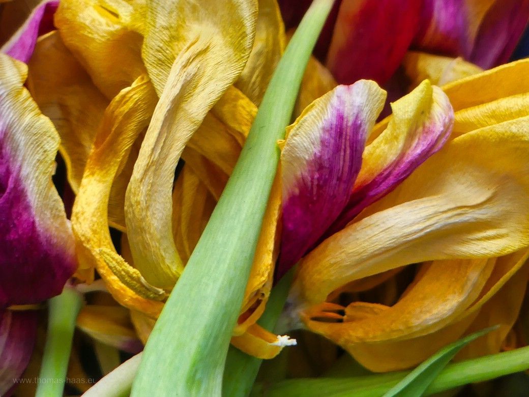 Verblühte Frühblüher, Tulpen und Narzissen, 2023 Verblühte Frühblüher, Tulpen und Narzissen, 2023