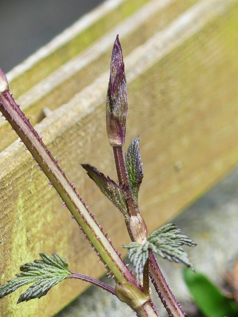 Hopfentriebe, 2023 Hopfentriebe, 2023