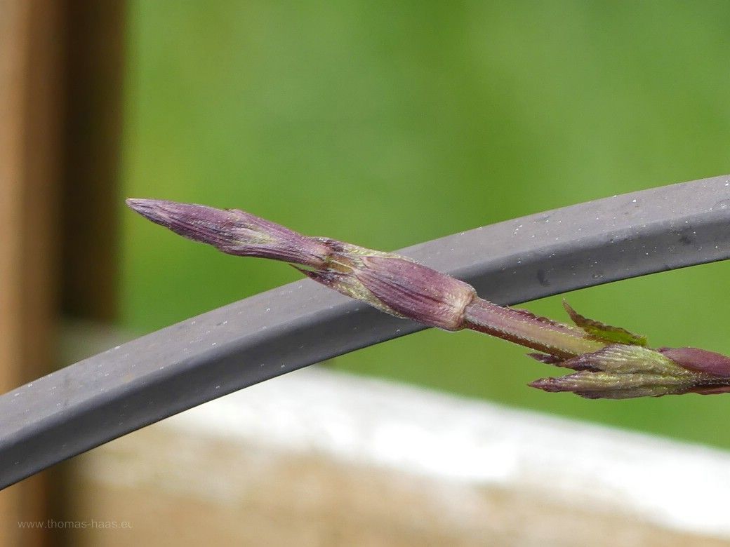 Hopfentriebe, 2023 Hopfentriebe, 2023