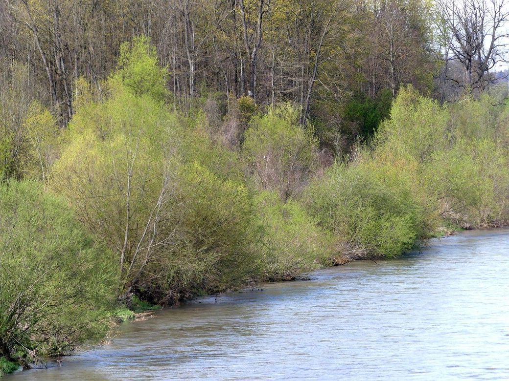 Illerufer bei Vöhringen, April 2023 Illerufer, April 2023