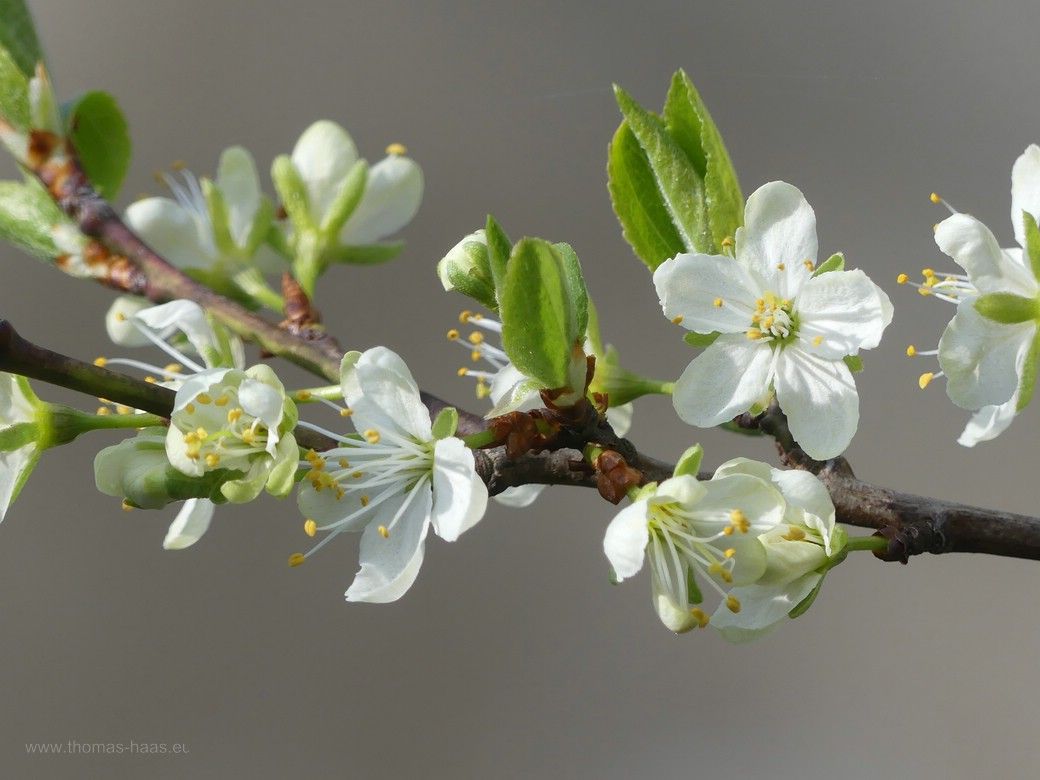 Blüten an der Zwetschge, 2023 Blüten an der Zwetschge, 2023