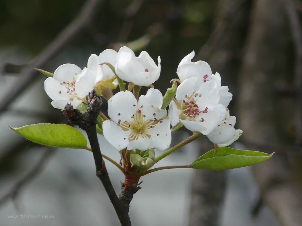 Blüten am Apfelbaum... Blüten am Apfelbaum...