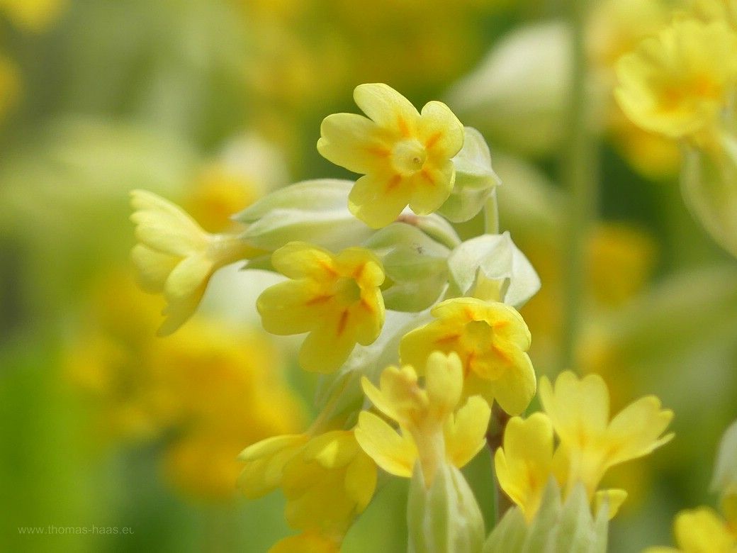 Schlüsselblumen... Schlüsselblumen...