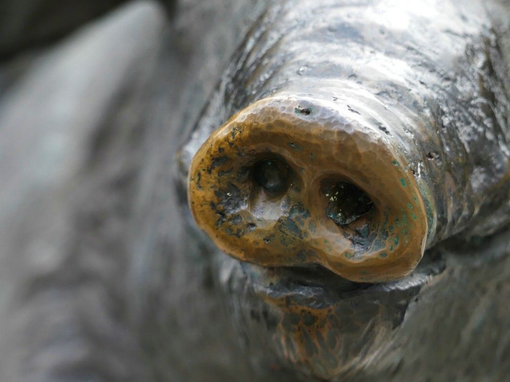 Denkmal am Saumarkt, Ulm - Schweinerüssel Denkmal am Saumarkt, Ulm