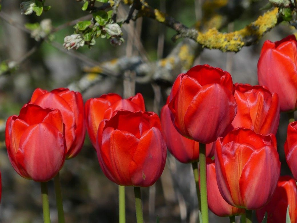 Tulpen in Hochlage, Lauterburg, Mai 2023 Tulpen in Hochlage, Lauterburg, Mai 2023